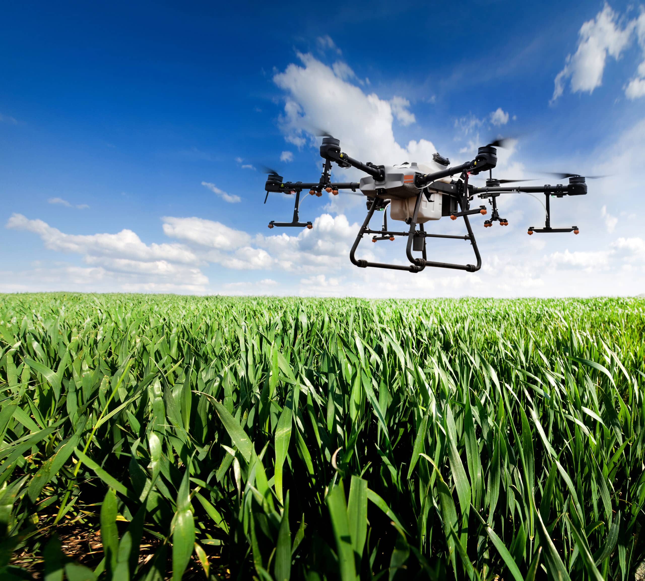 Drone agrícola pulverizando lavoura de trigo no Paraná